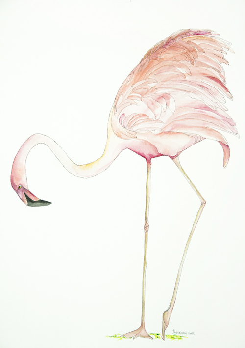 Flamingo