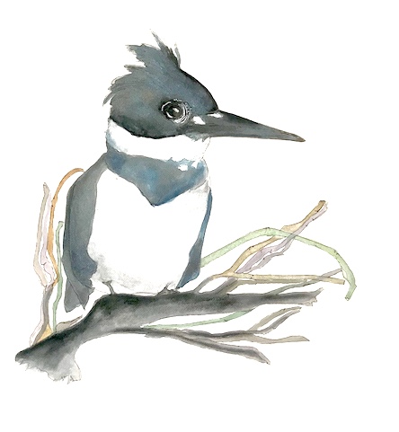 watercolor nature drawing