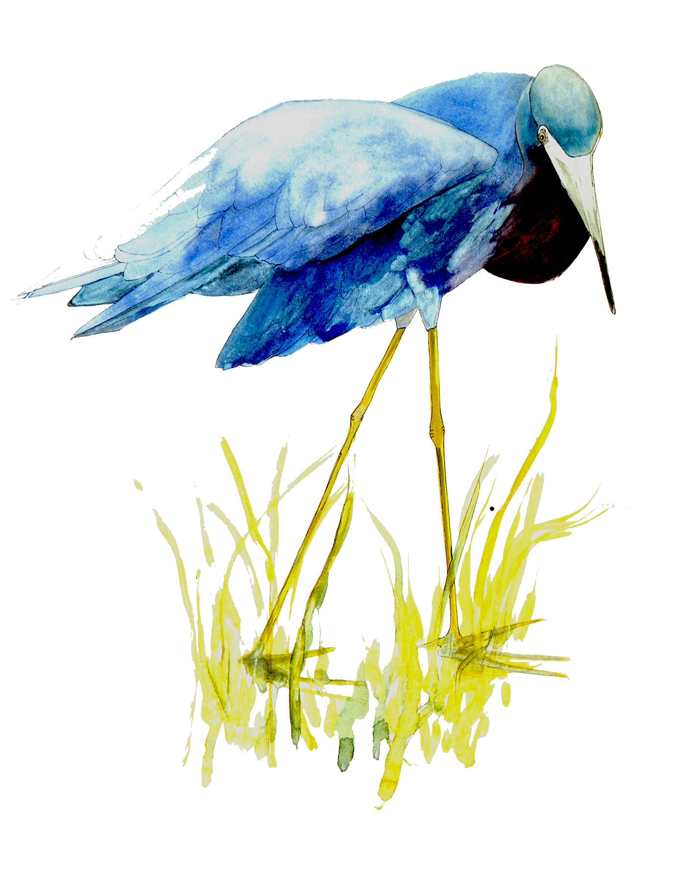 heronwatercolor