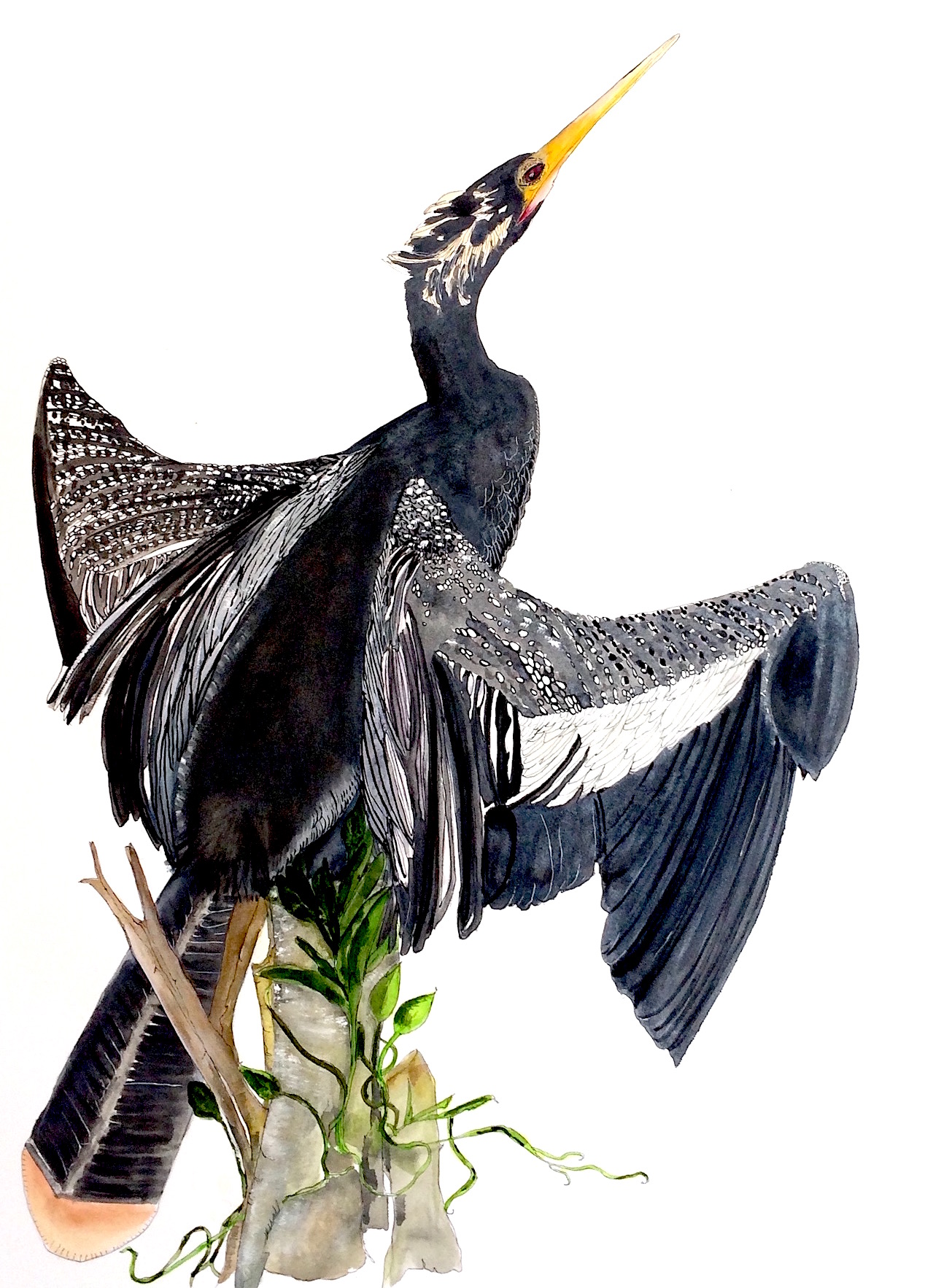 anhinga