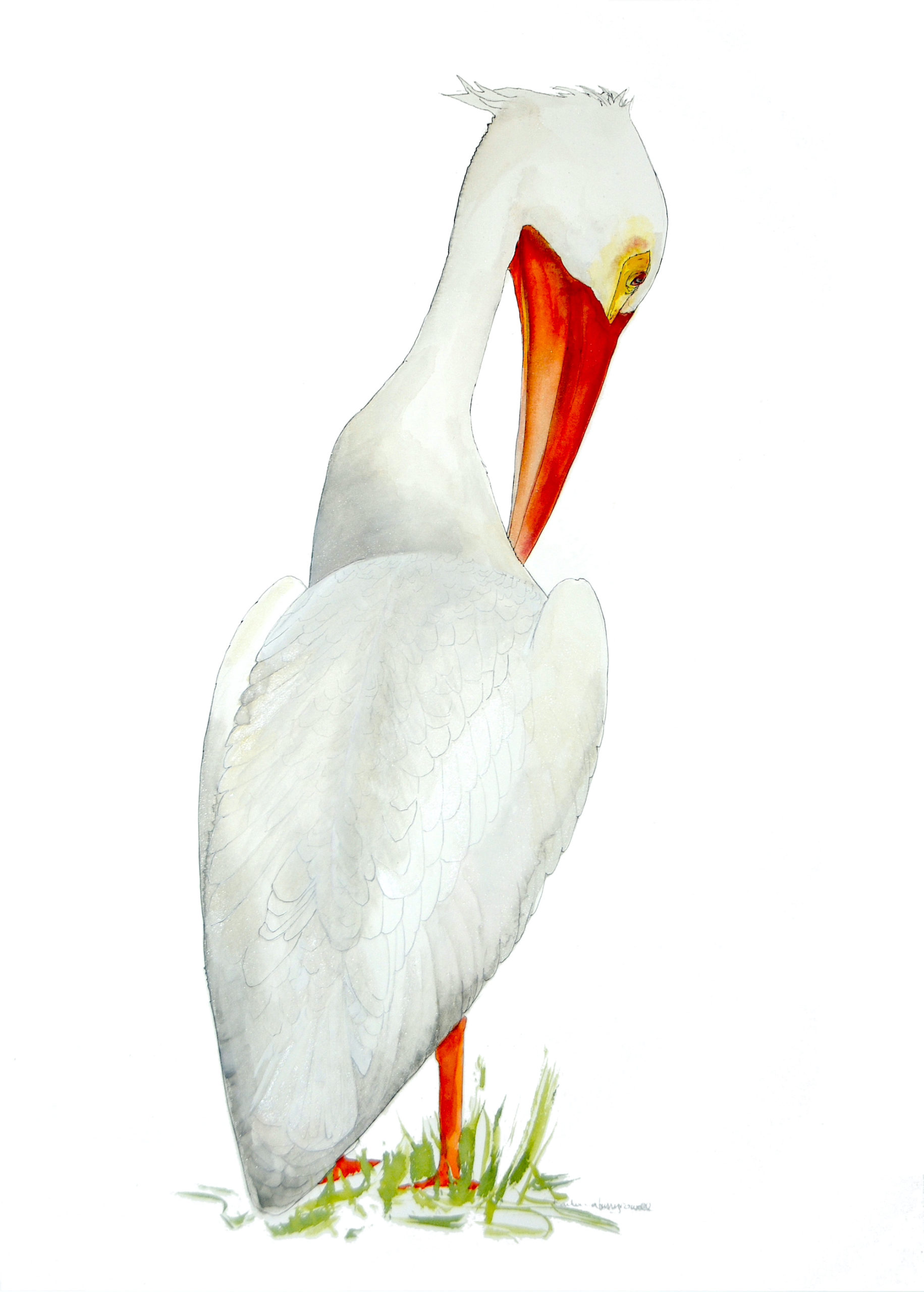white pelican