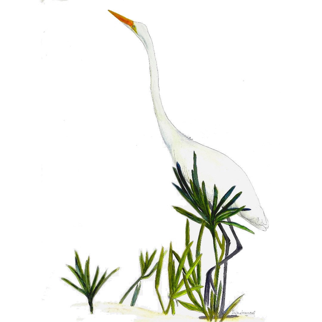egret1