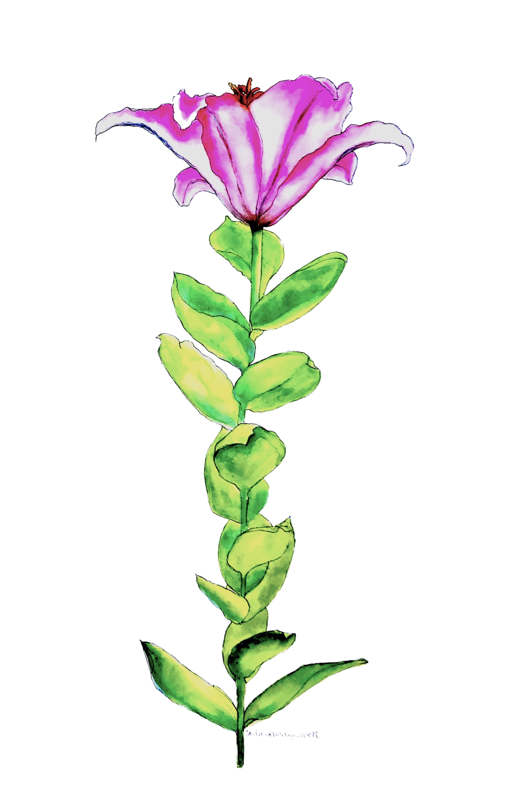 stoningtonlily01 edit