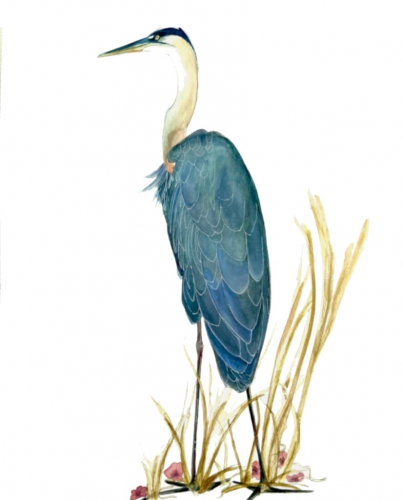 blue heron