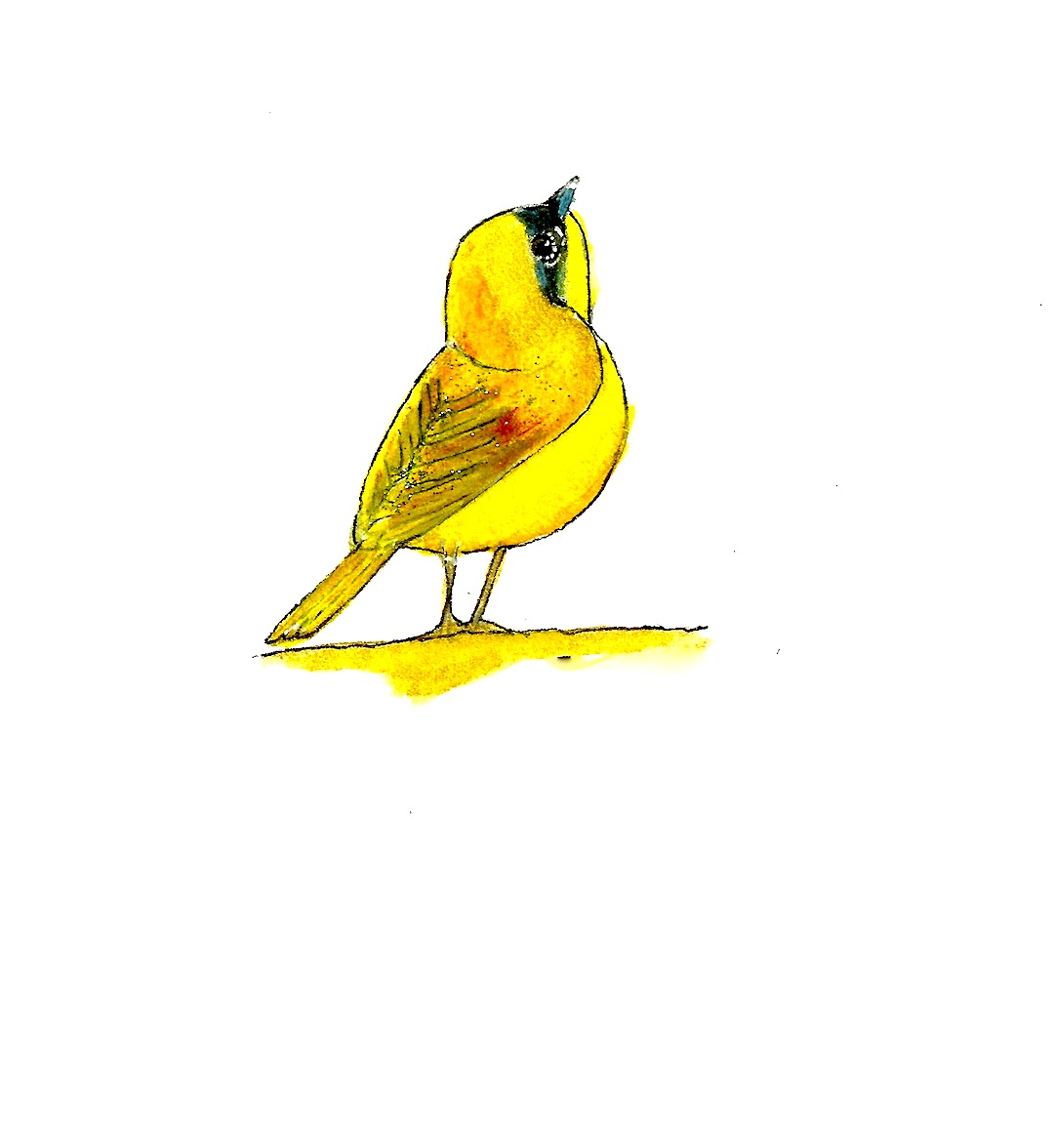Yellow Throat copy 2